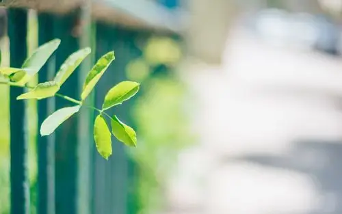 护眼的小清新背景,高清图片-壁纸族