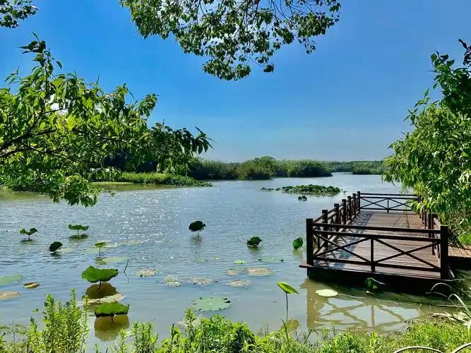 沙家浜芦苇荡风景区位于明媚秀丽的江苏省常熟市阳澄湖畔,国家5a级