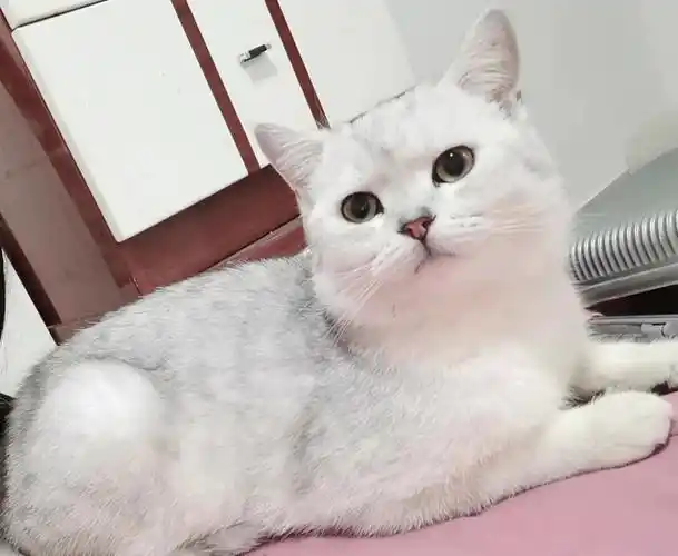 银渐层公猫疫苗齐全