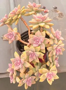 紫雾多肉植物老桩淡雪肉肉室内绿植