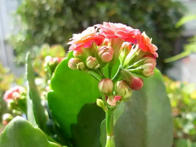 长寿花图片花卉花朵长寿花