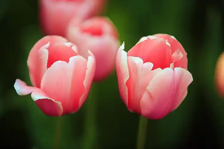 中山公园五彩缤纷的郁金香花