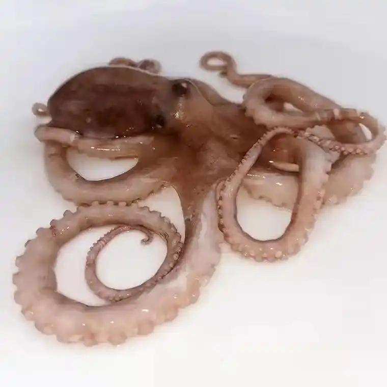 涮涮烧烤必备!鲜美多汁的野生海捕八爪鱼,长腿短腿章鱼,净重4 - 抖音