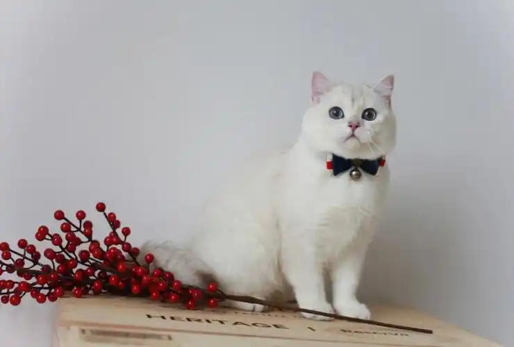 过了一个春节,人和猫,都更圆润啦#我家宠物好可爱  #银点 #重庆猫舍