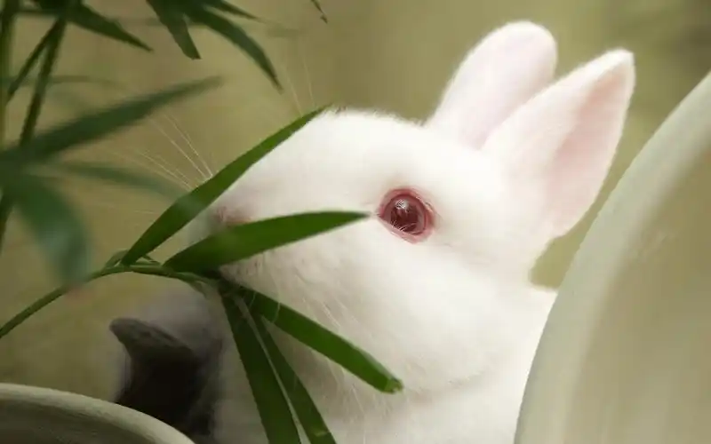 小白兔电脑桌面壁纸