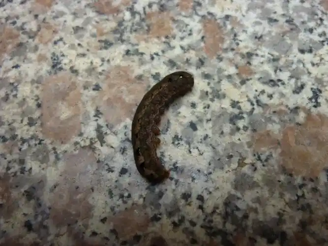 请问这是哪种蝴蝶的幼虫?