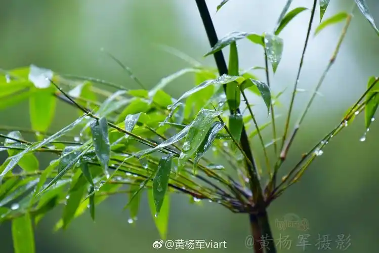 四月雨中绿叶竹