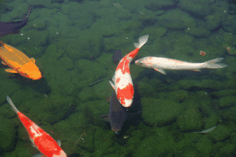 【有】兴展现宏图志,【余】鱼嬉戏福满园.