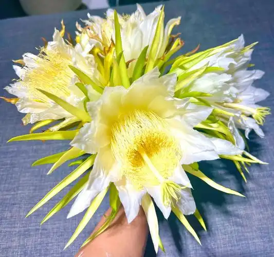 第一次吃火龙果鲜花