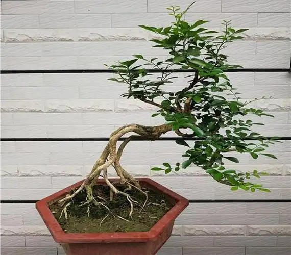 九里香盆景的养护管理