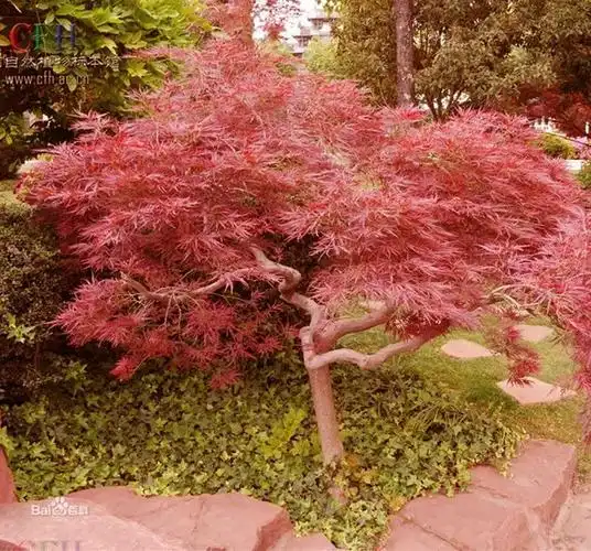 是槭树科,槭树属鸡爪槭(a.palmatum)的园艺变种.