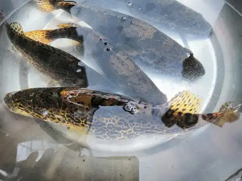 浙江衢州旅游美篇