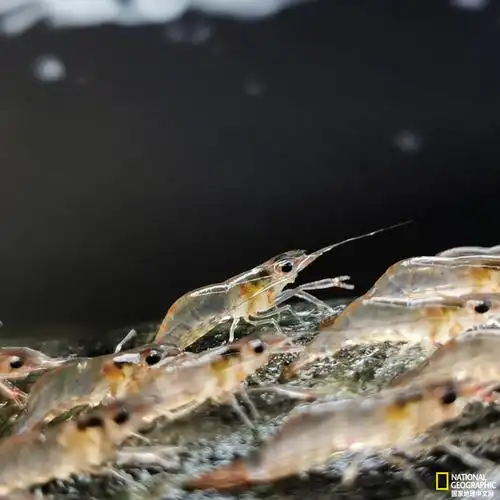 动物 知识速递  他们观察发现,不断有虾离开和加入行进游,这取决于