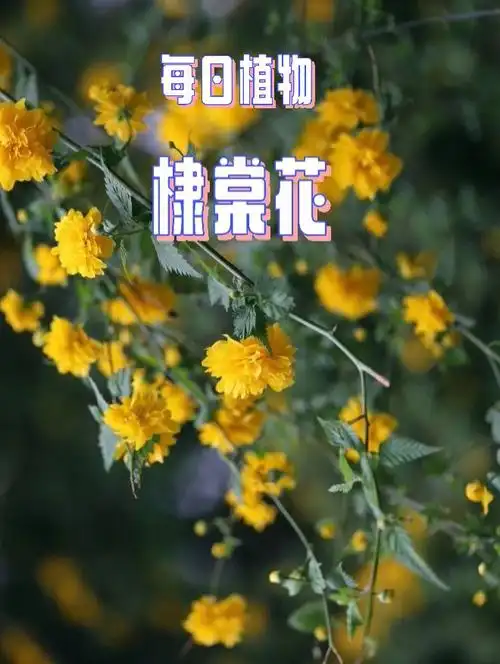 花园植物花色:黄色高度:2—4米花期:4-6月花语:尊贵光照要求:全阳至