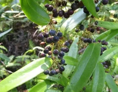 是 实的 有茯芩花苓.果的花