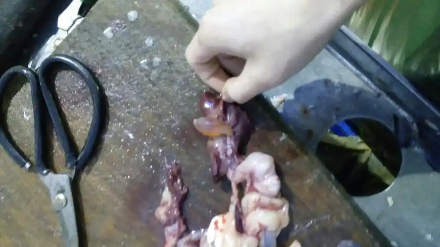 鱼有白色的苦胆吗