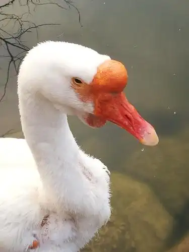 2048_2731竖版 竖屏