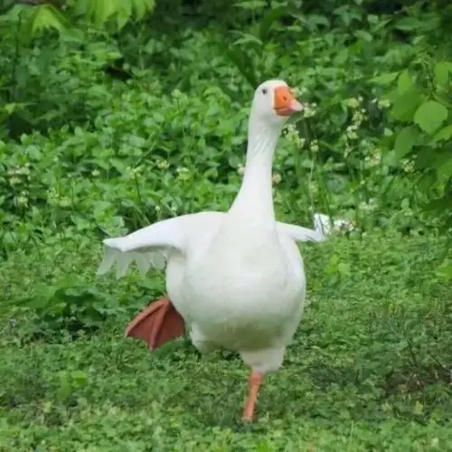 鹅鹅鹅鹅鹅鹅鹅鹅鹅鹅鹅鹅鹅鹅鹅鹅鹅鹅鹅鹅鹅鹅鹅鹅鹅