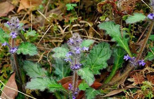 龙胆草的功效与作用及禁忌脾胃虚弱及阳虚无火者禁服龙胆草