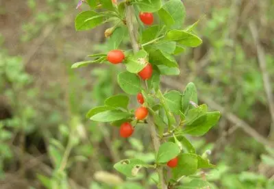 地骨皮图片地骨皮的功效与作用