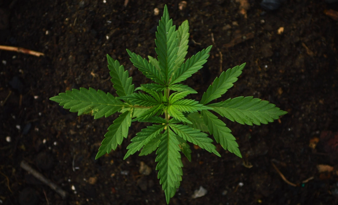 掌状复叶植物有哪些