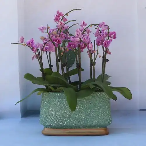 蝴蝶兰专用花盆图(蝴蝶兰专用花盆图片欣赏)