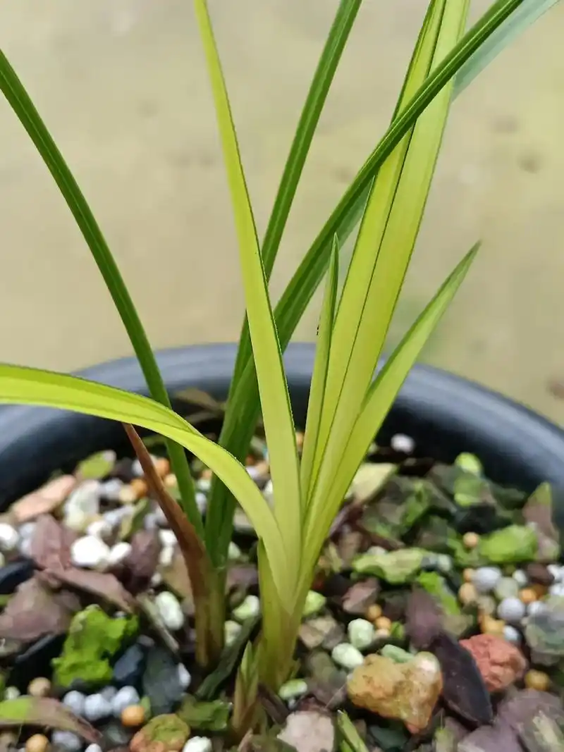 春兰黄心草先明青蓝中透,漂亮#热门兰花 - 抖音