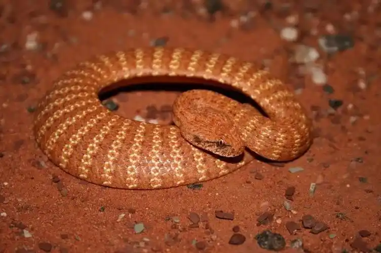 物种图册沙漠棘蛇