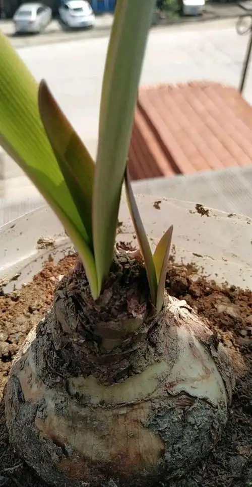 2种朱顶红,习性大不同,"土气货"不用管,"进口货"使劲冻