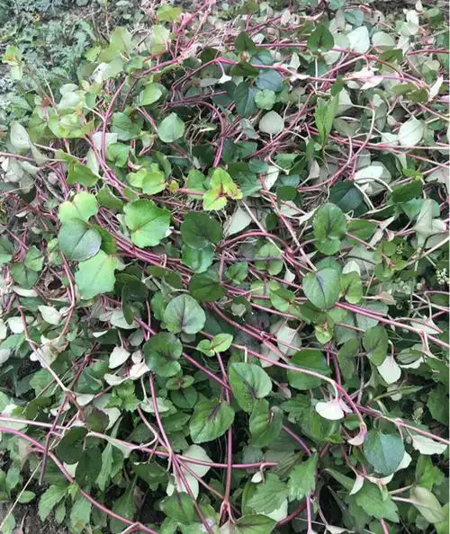 金钱草四川正宗野生小叶金钱草干中药材排出各种石头茶