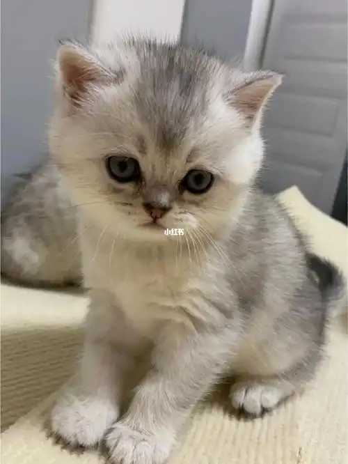 纯种英短银渐层幼猫,求带走