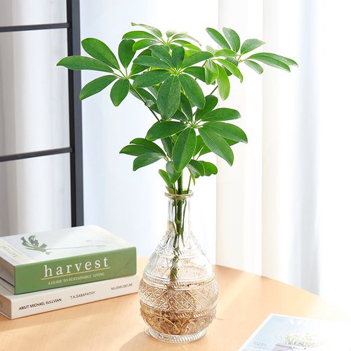 水培植物鸭脚木盆栽净化空气室内办公