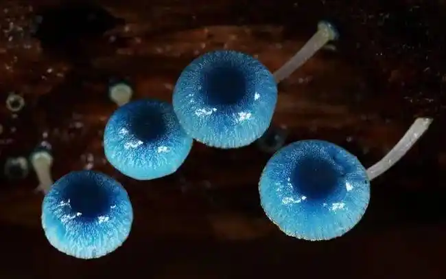 68岁的他被称为只拍蘑菇的摄影师10年里拍摄了10000多张照片惊艳bbc