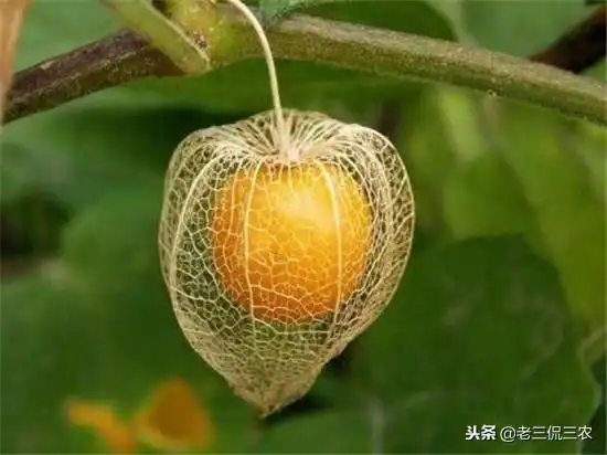 珍珠果图片功效与作用(小时候的玩艺) - 赤虎壹号