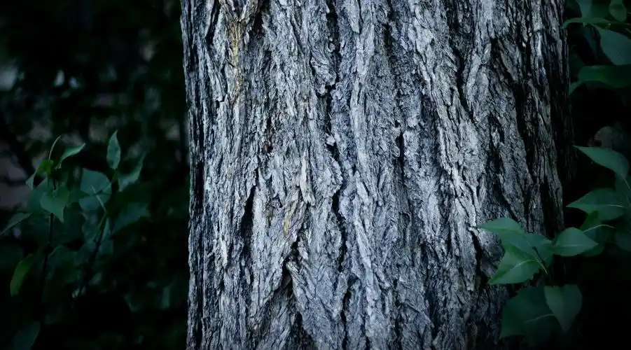 粗大树干特写壁纸