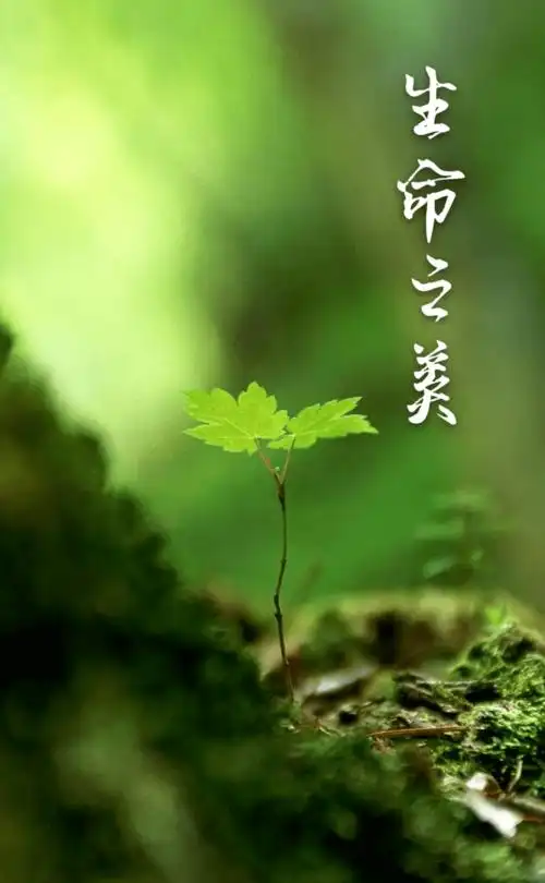 心语小窝生命之美你我共绘