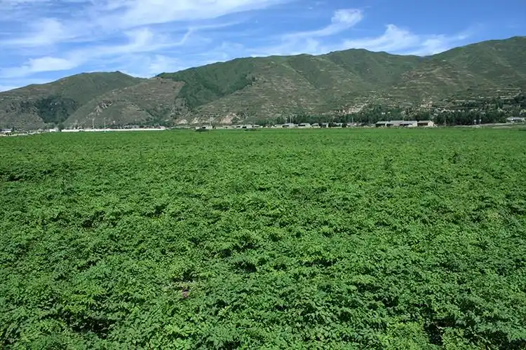 甘肃岷县当归种植系统