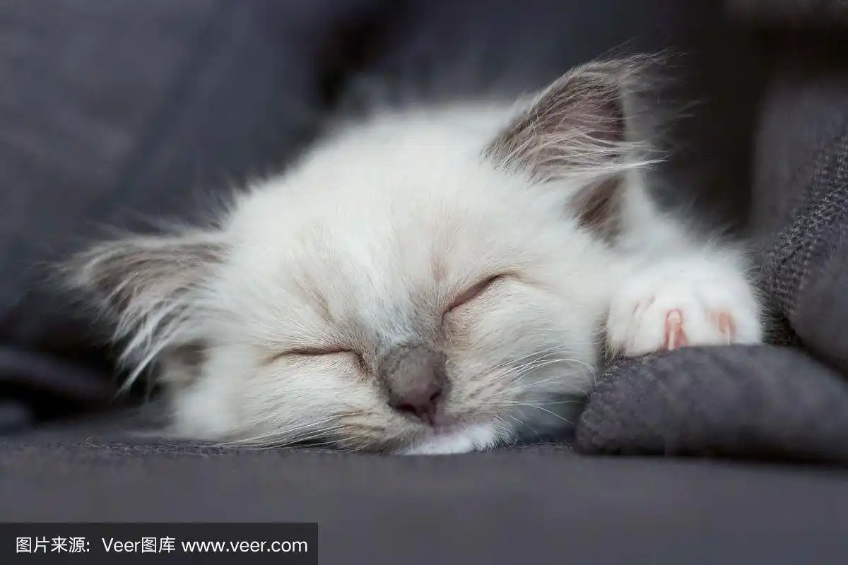 小猫,疲劳的,可爱的,宠物,奥地利