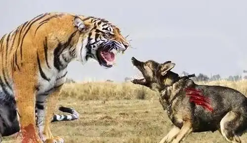 为什么狼和狗远远听到老虎的吼声就会跑?