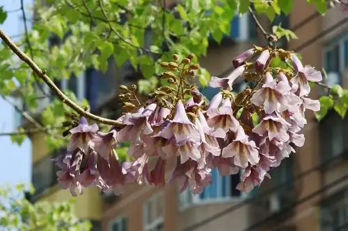 【套图】漂亮的梧桐花-蜂鸟网