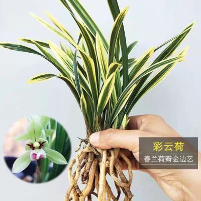 翁源兰花金边矮种兰花(金凤冠)桌面室内办公室绿植物