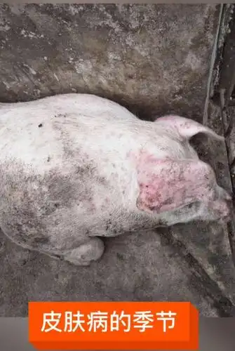 猪身上起痘,红斑是什么原因