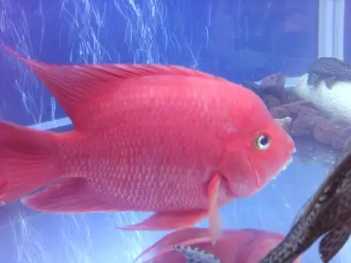 17厘米左右的血鹦鹉鱼能和什么鱼一起养.别说地图,地图已经被干死了!