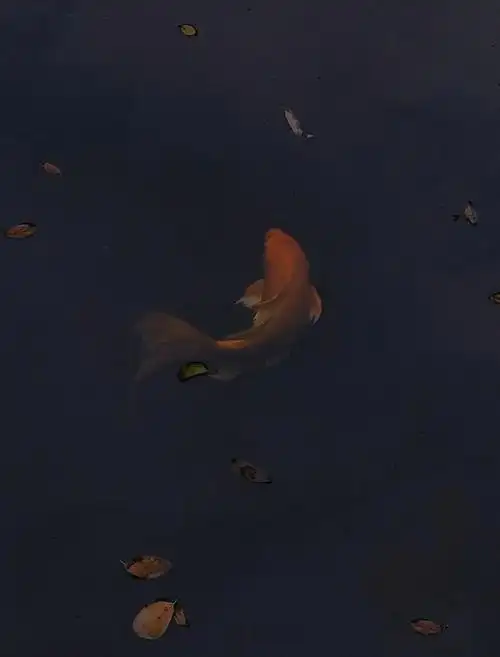 音乐逛着公园拍着照,感受耳朵里的旋律看树叶飘落,哼着小曲看水面游动