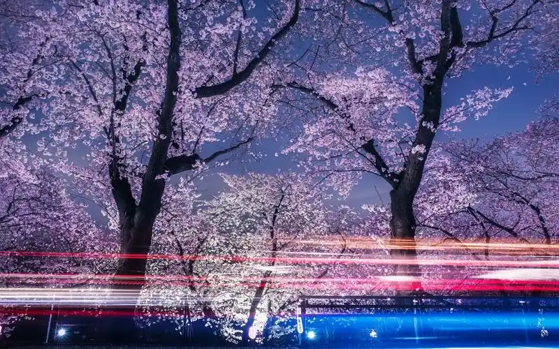 壁纸 春天,樱花,树木,夜晚,光线 2560x1600 hd 高清壁纸, 图片, 照片