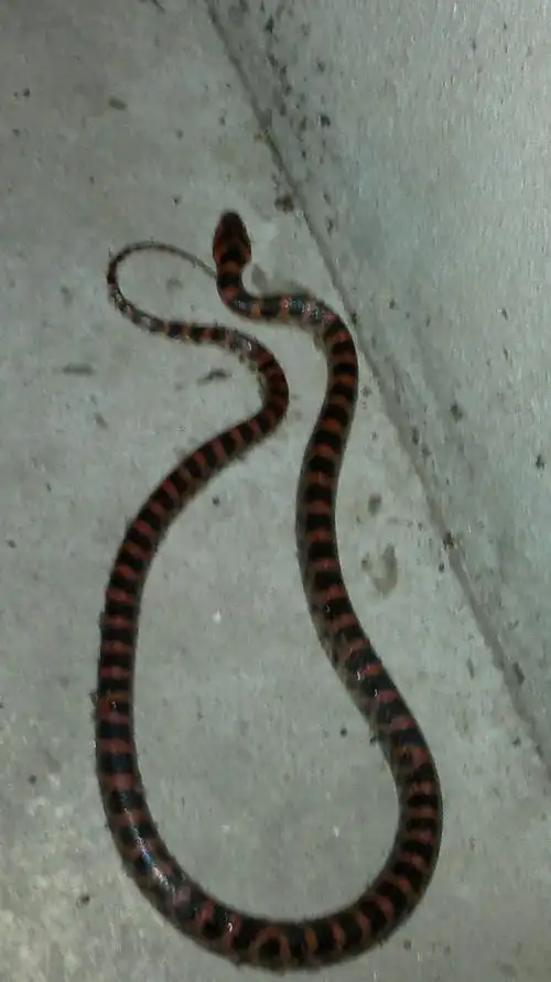 梦见老鼠杀了蛇 梦见杀了老鼠和蛇