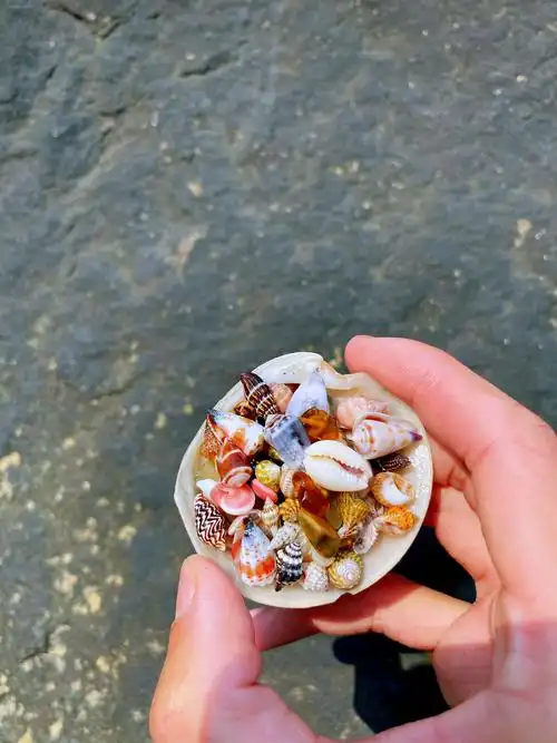 这些超小贝壳海螺,温柔到足以让时间停止!