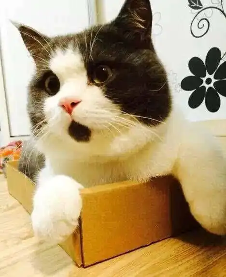 猫一脸惊吓,第一眼还以为它是张大了嘴巴,没想到