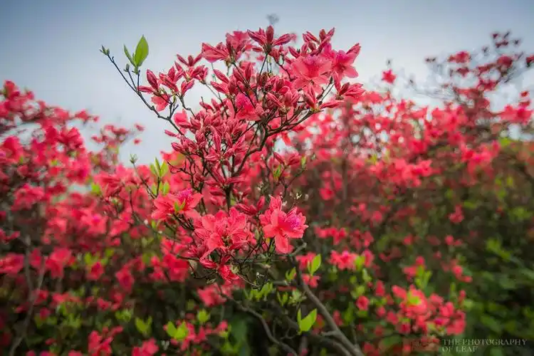杭州市郊罕见千亩野生杜鹃花海五一进入盛花期免门票免停车费