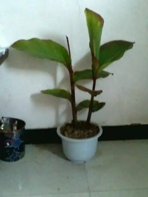 叶子很宽大,不开花,一年生,一米多高